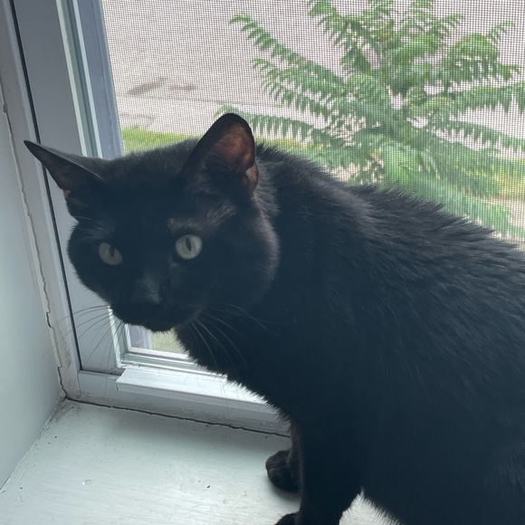 Meet Your Posh Ambassador ✨ - Picture 4 of 5